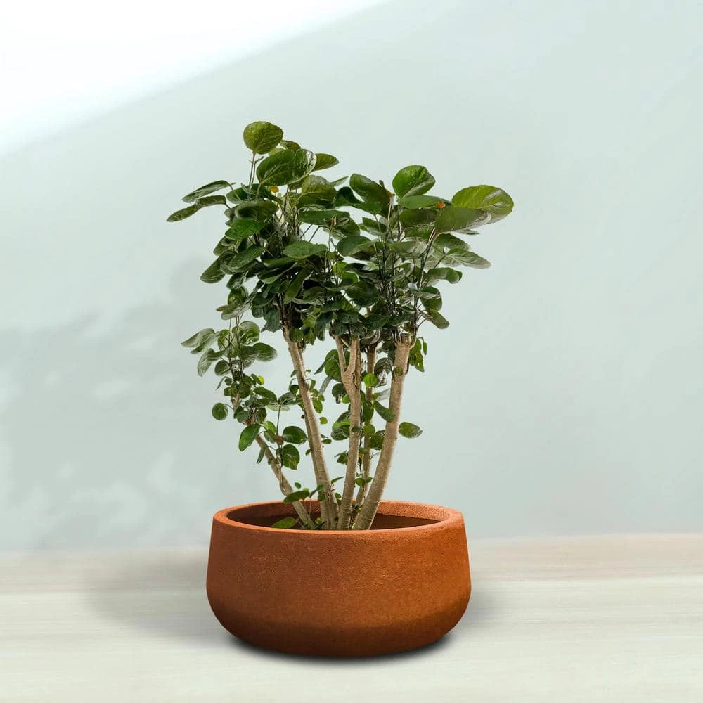 KANTE 16 in. Dia. Round Iron Oxide Concrete Bowl Planter, Outdoor Indoor Large Planter Pot with Drainage Hole - Image 8