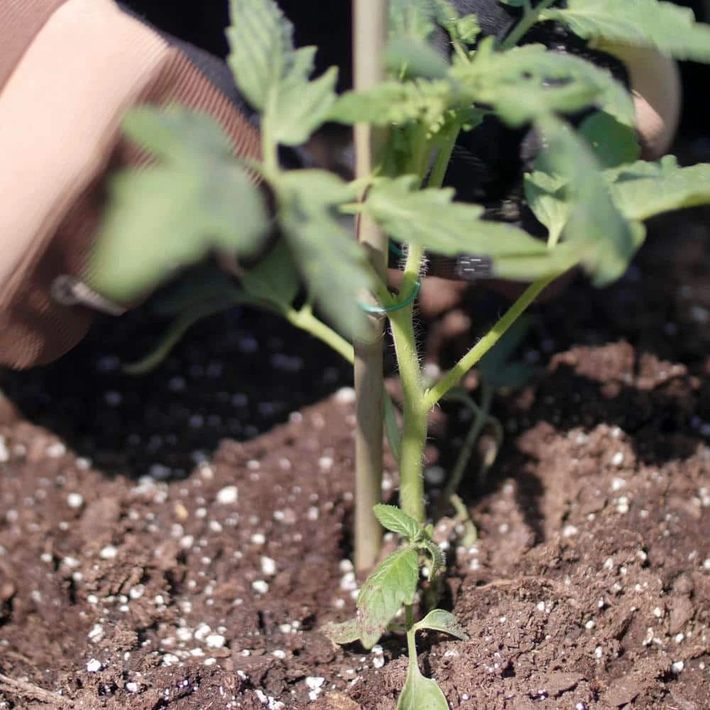 Vigoro Bamboo 6 ft. Natural Stake - Image 6