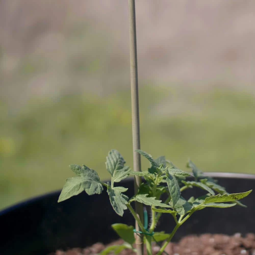 Vigoro Bamboo 6 ft. Natural Stake - Image 7