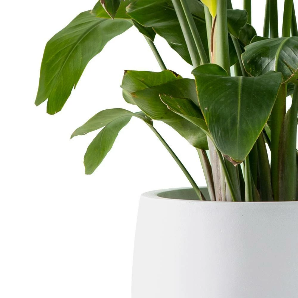 KANTE 19.6 in., 15.7 in. & 11.8 in. W Round Pure White Concrete Elegant Planters Set of 3, Outdoor Indoor w/Drainage Holes - Image 5