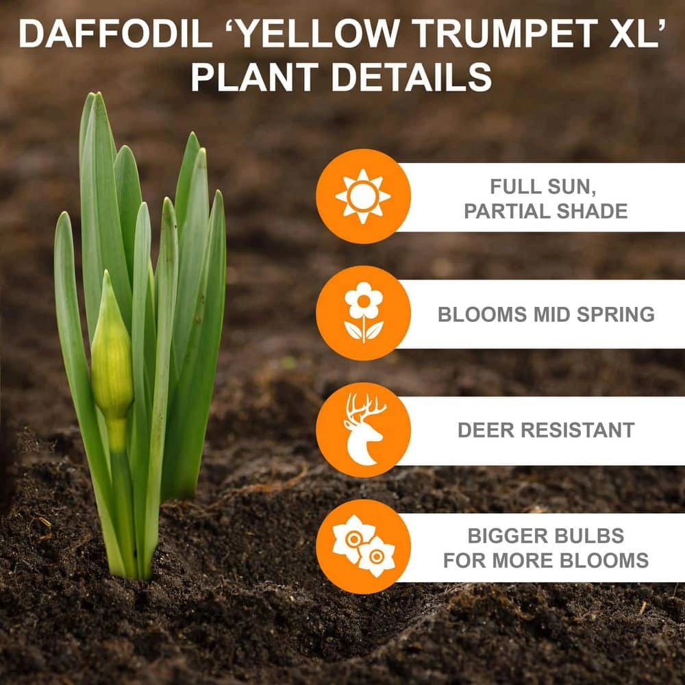 Vigoro 15/17 cm Premium XL Yellow Trumpet Daffodil Bulbs (Bag of 100) - Image 4