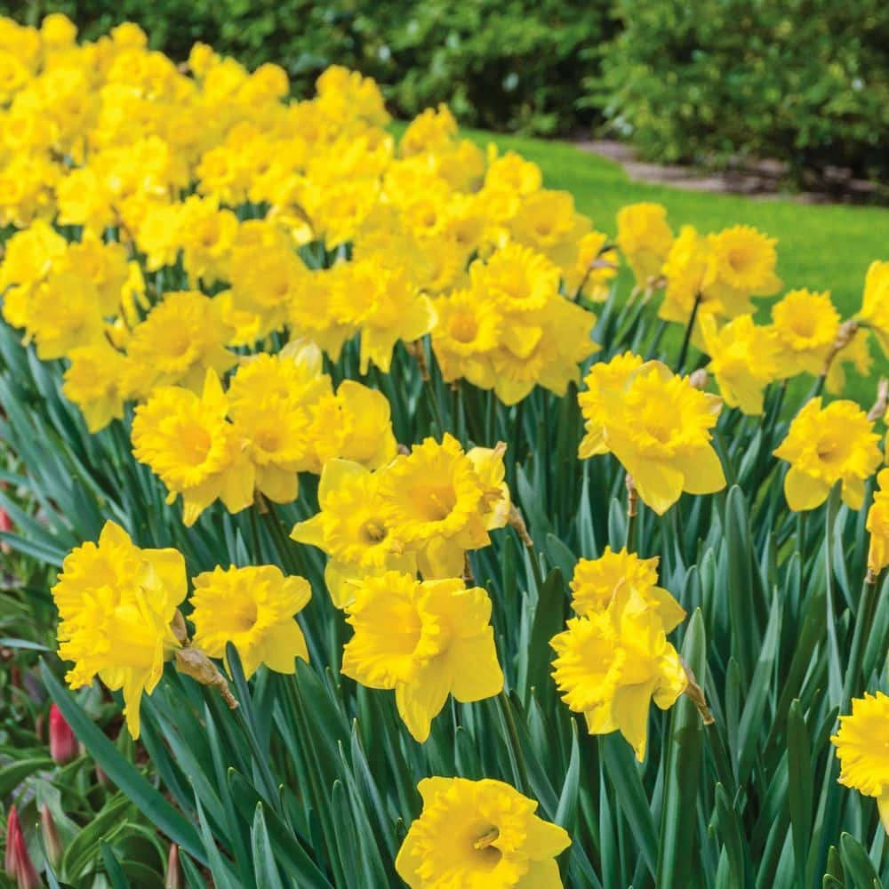 Vigoro 15/17 cm Premium XL Yellow Trumpet Daffodil Bulbs (Bag of 100)