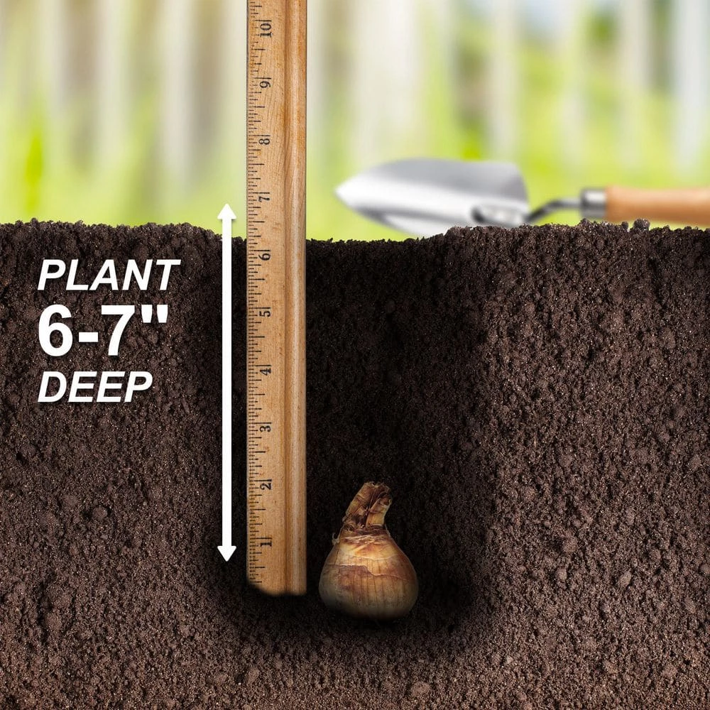 Vigoro 15/17 cm Premium XL Yellow Trumpet Daffodil Bulbs (Bag of 100) - Image 6