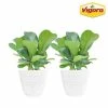 Vigoro 6 in. Little Fiddle Leaf Fig Indoor Plant in Small White Ribbed Plastic Decor Planter (2-Pack)