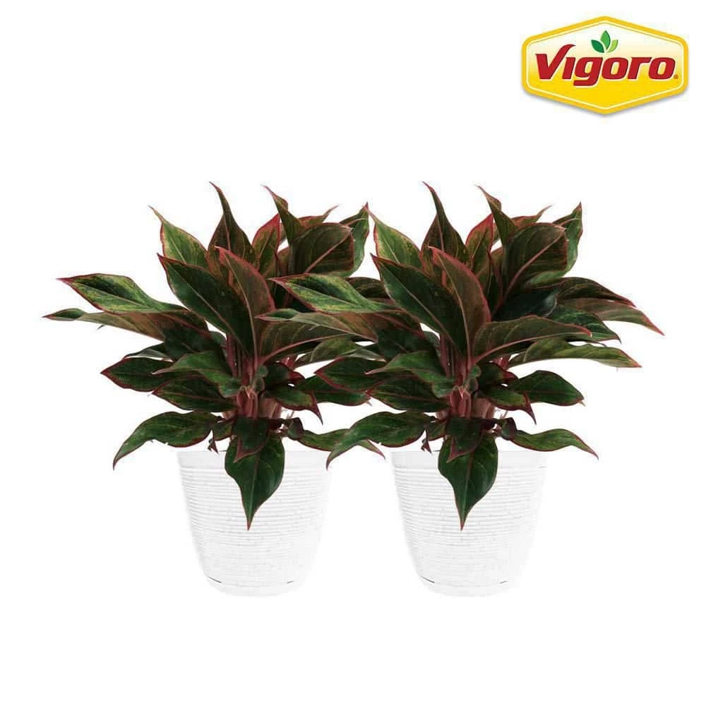 Vigoro 6 in. Grower's Choice Aglaonema Chinese Evergreen Indoor Plant in Small White Ribbed Plastic Decor Planter (2-Pack)