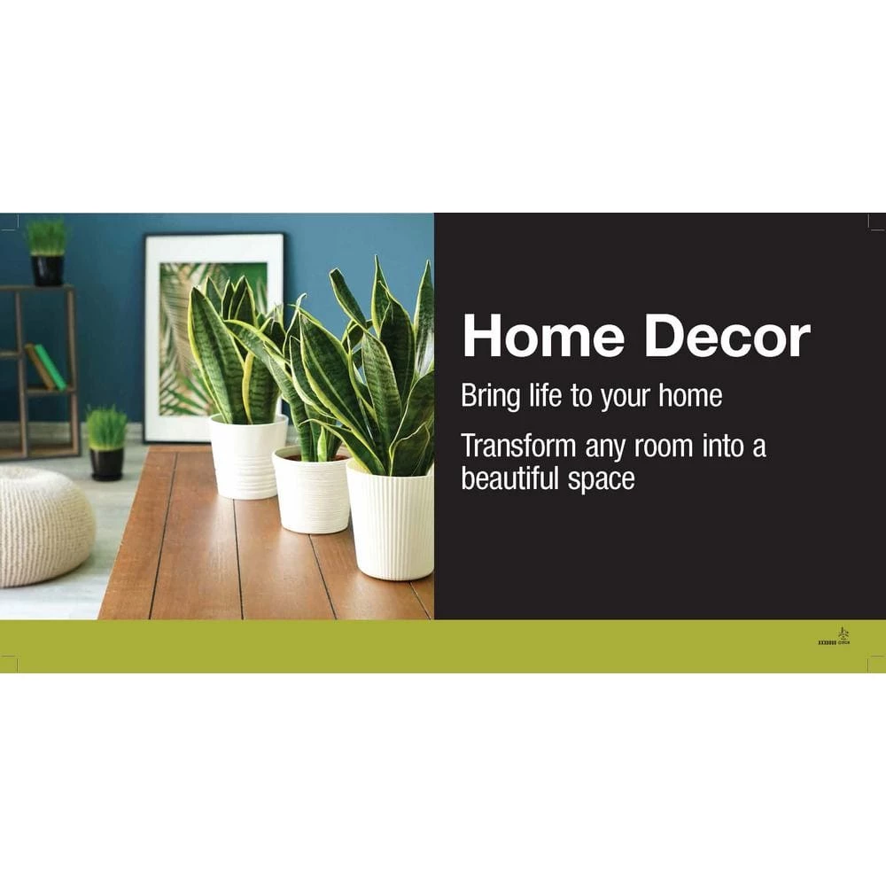 Vigoro 6 in. Grower's Choice Calathea Indoor Plant in Small White Ribbed Plastic Decor Planter (2-Pack) - Image 3