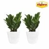 Vigoro 6 in. ZZ Indoor Plant in Small White Ribbed Plastic Decor Planter (2-Pack)