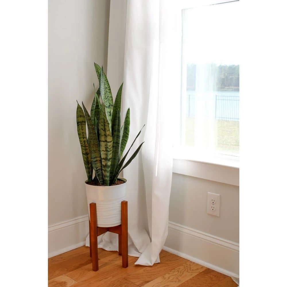 Vigoro 6 in. Sansevieria Snake Plant in Black Decor Pot - Image 4