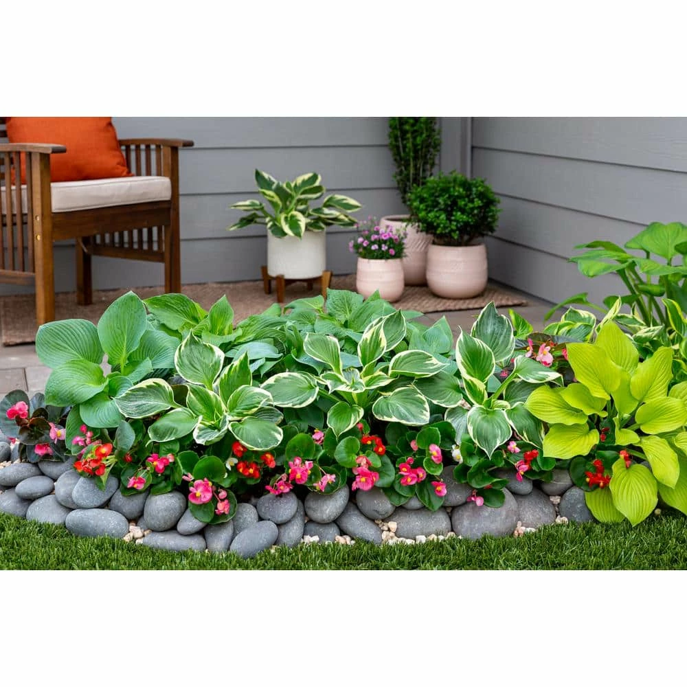 Vigoro 2.5 Qt. Green Variegated Minuteman Hosta Perennial Plant (3-Pack) - Image 4