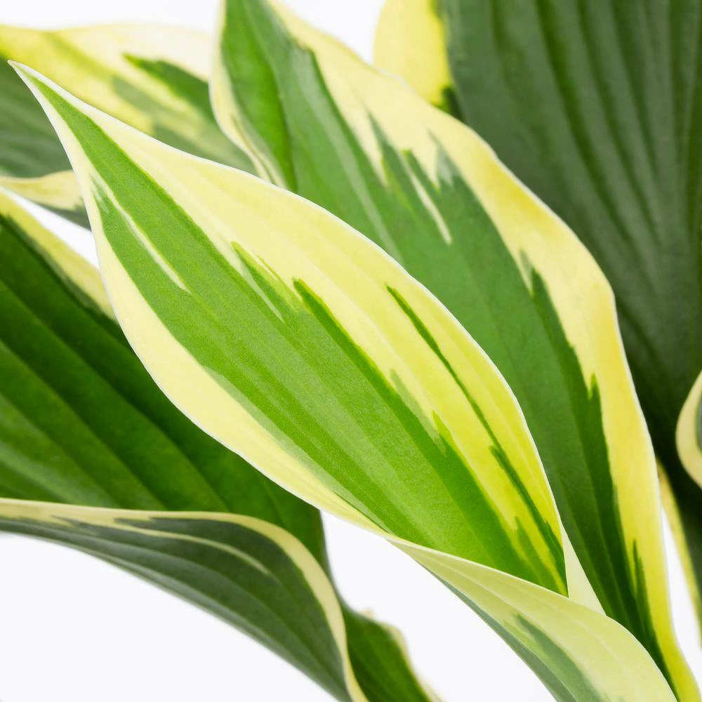 Vigoro 2.5 Qt. Green Variegated Minuteman Hosta Perennial Plant (3-Pack) - Image 2