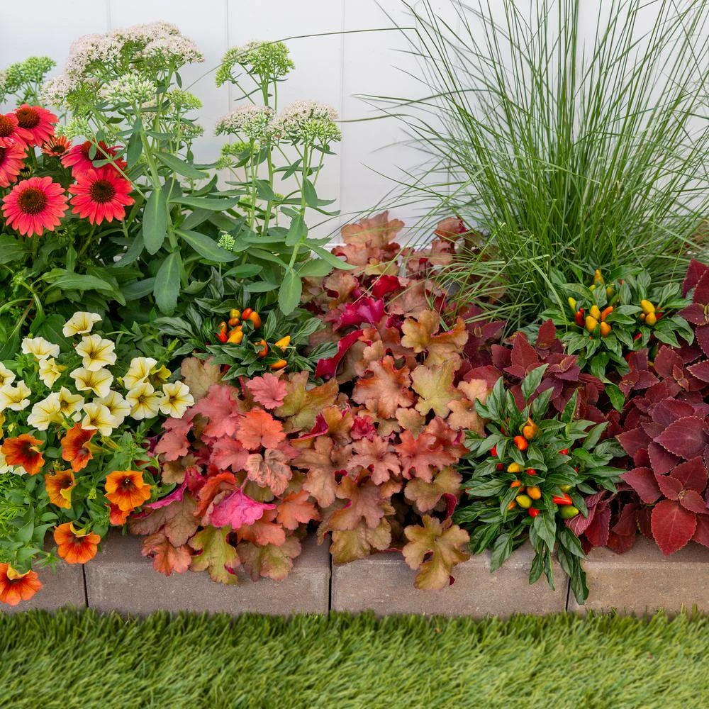 Vigoro 2.5 Qt. Indian Summer Cranberry Heuchera Coral Bells Perennial Plant (3-Pack) - Image 5