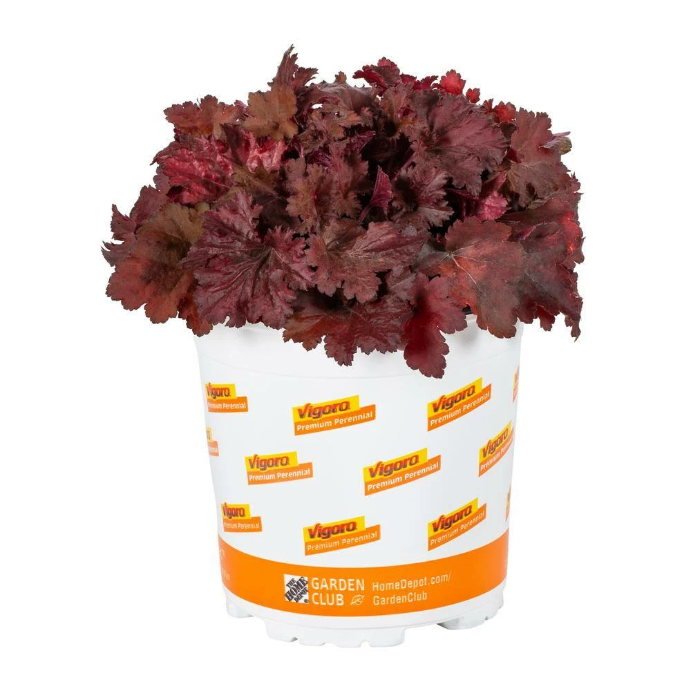 Vigoro 2.5 Qt. Indian Summer Cranberry Heuchera Coral Bells Perennial Plant (3-Pack) - Image 4