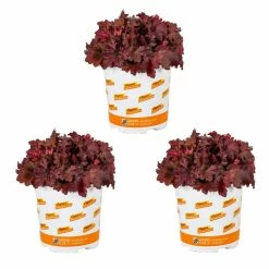 Vigoro 2.5 Qt. Indian Summer Cranberry Heuchera Coral Bells Perennial Plant (3-Pack)