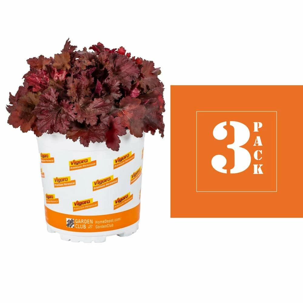 Vigoro 2.5 Qt. Indian Summer Cranberry Heuchera Coral Bells Perennial Plant (3-Pack) - Image 3