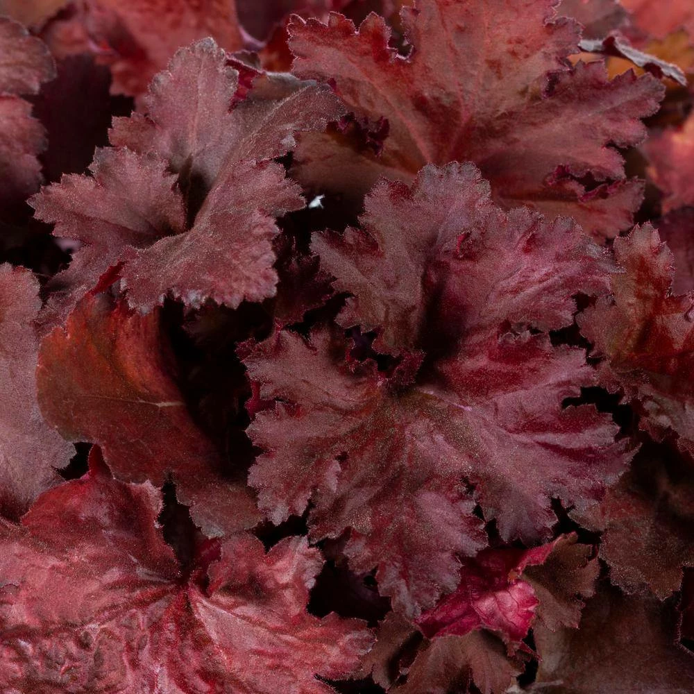 Vigoro 2.5 Qt. Indian Summer Cranberry Heuchera Coral Bells Perennial Plant (3-Pack) - Image 2