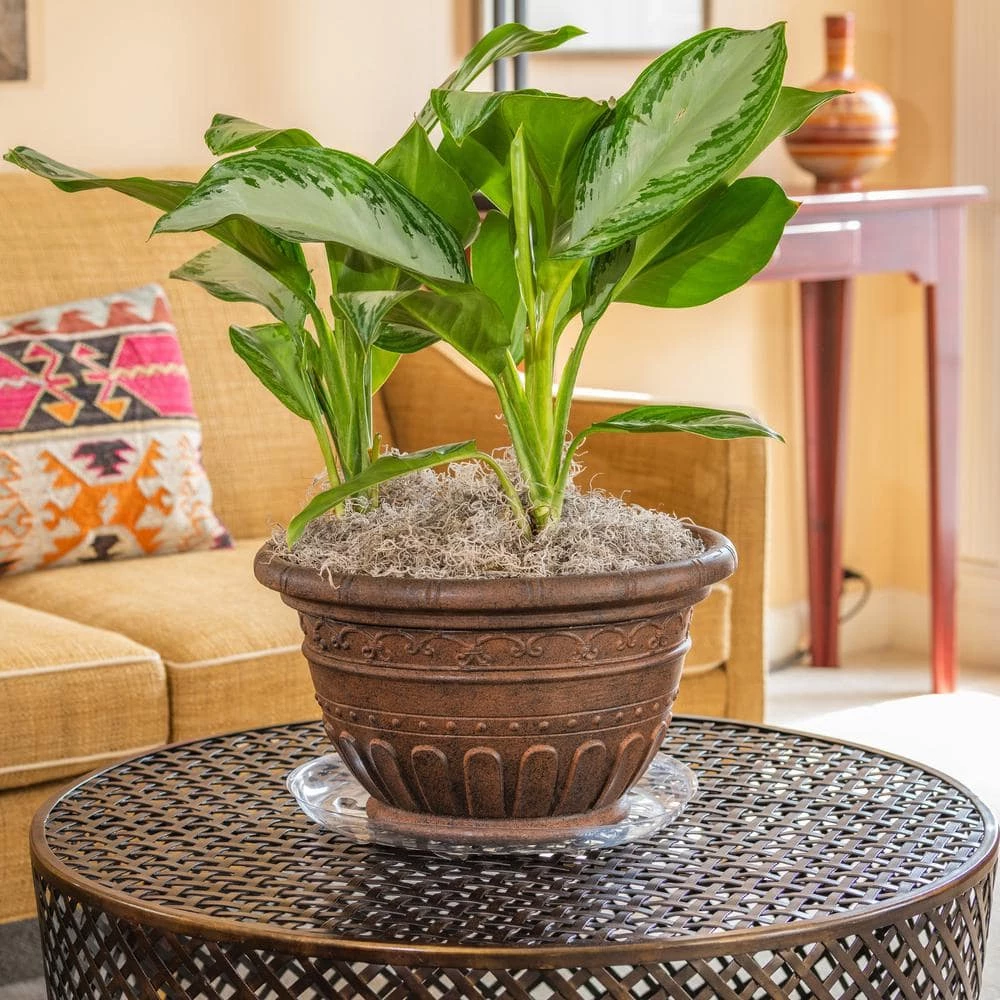 Vigoro 14 in. Heavy Duty Plant Saucer - Image 3