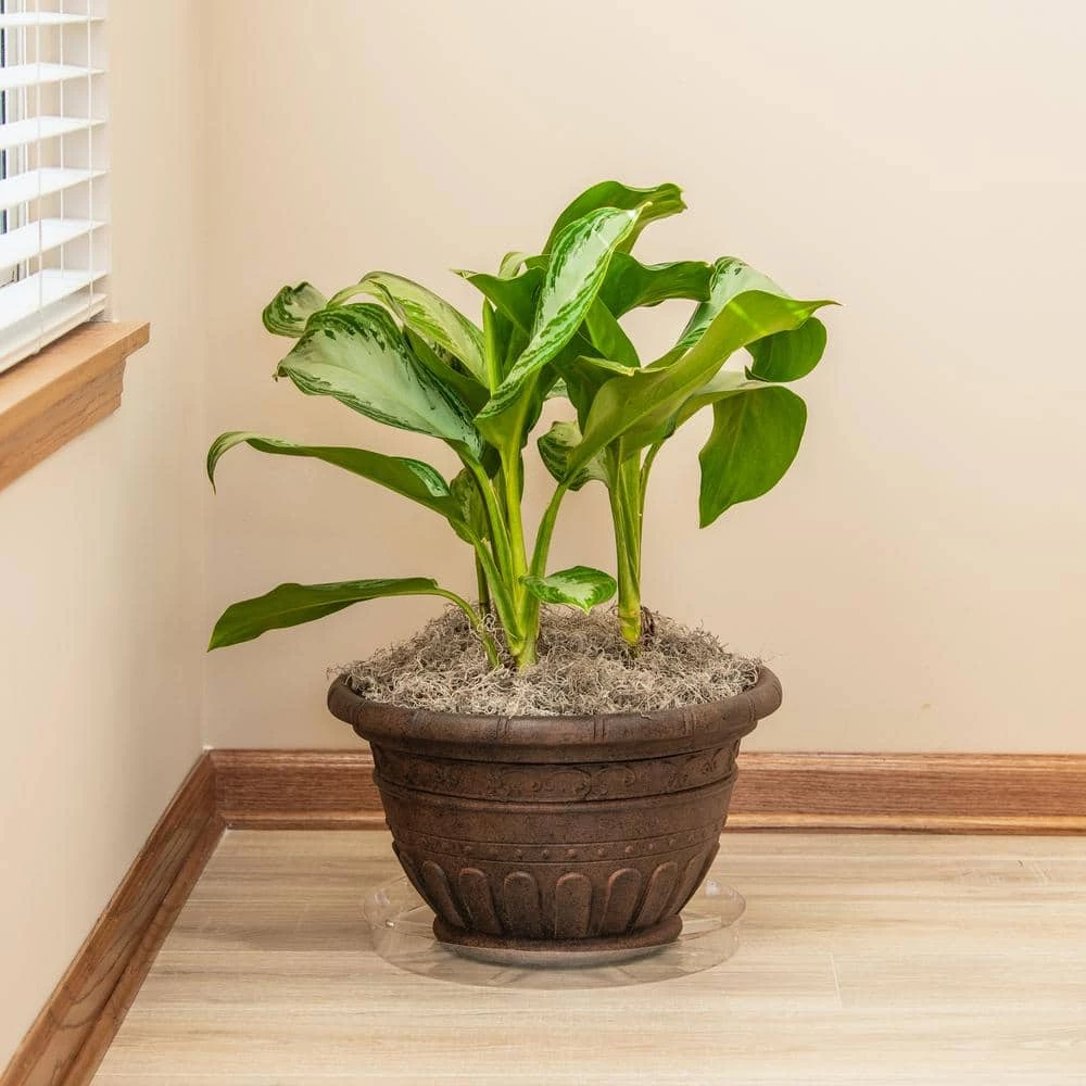 Vigoro 14 in. Plastic Plant Saucer - Image 3