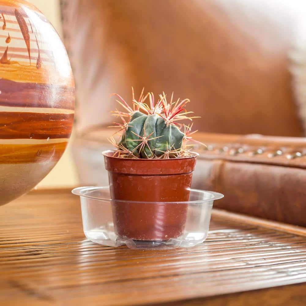 Vigoro 4 in. Plastic Plant Saucer - Image 2