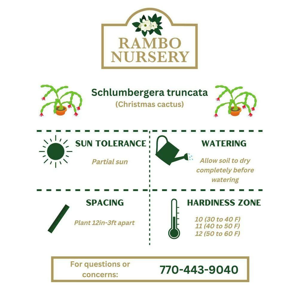 Vigoro 6 in. Christmas Cactus with Red Pot Cover - Image 5