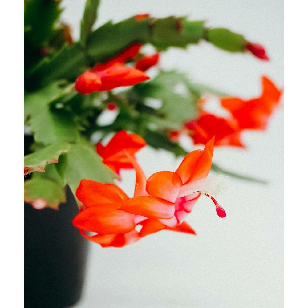 Vigoro 6 in. Christmas Cactus with Red Pot Cover - Image 3