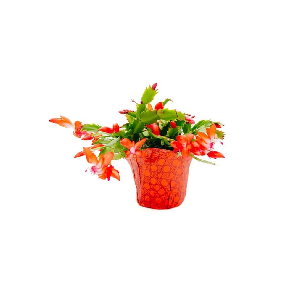 Vigoro 6 in. Christmas Cactus with Red Pot Cover