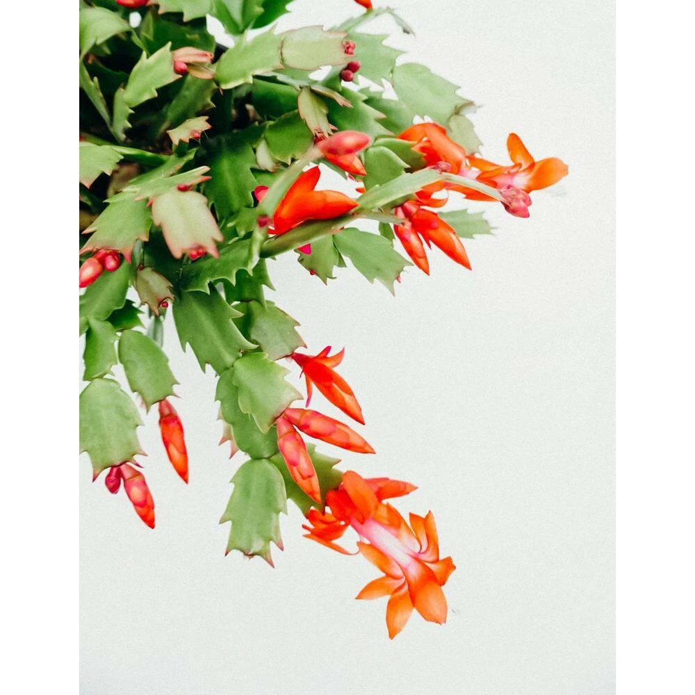 Vigoro 6 in. Christmas Cactus with Red Pot Cover - Image 2