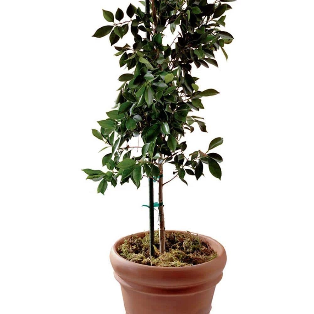 Vigoro 8 ft. Green Colored Steel Core Garden Stake - Image 2